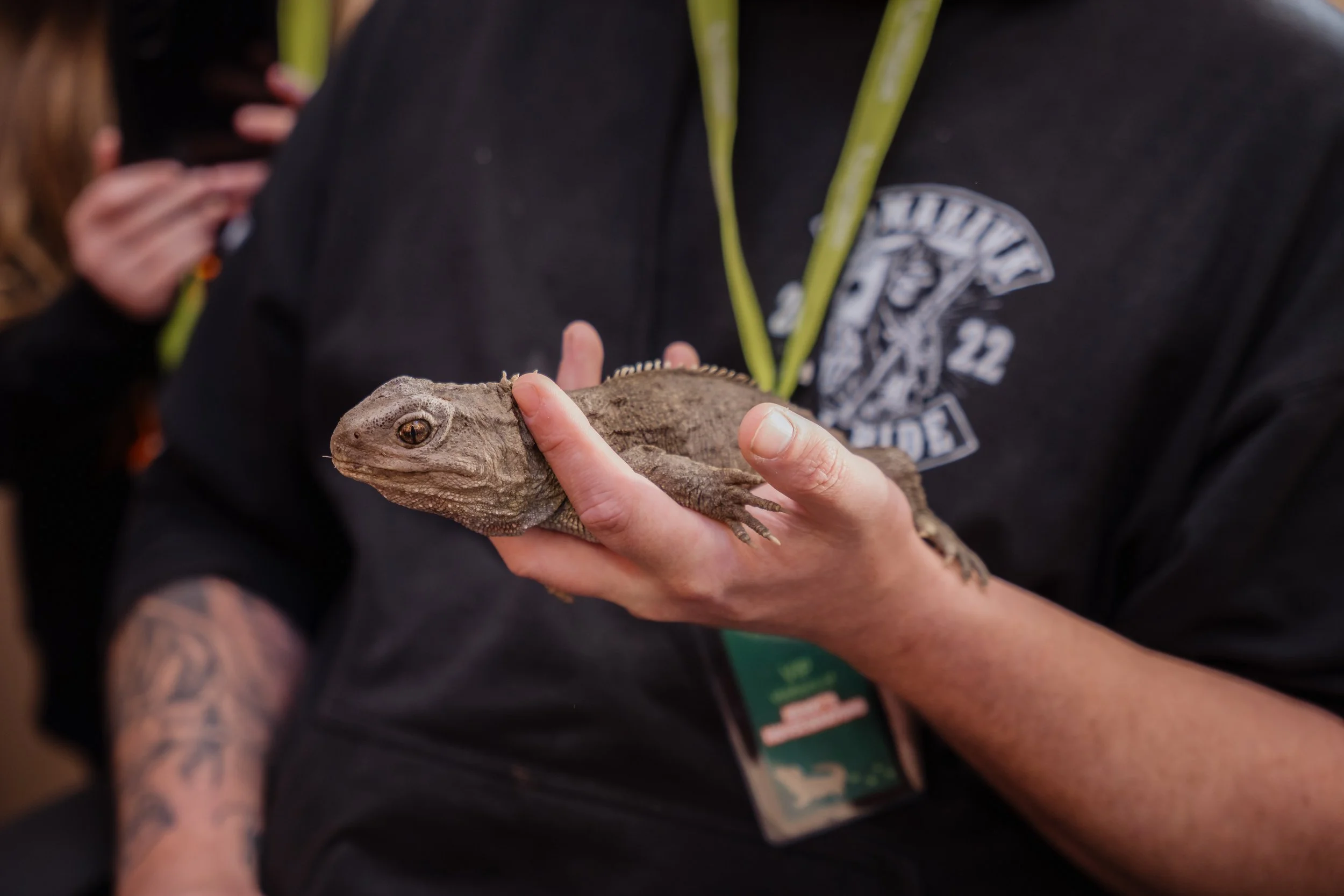 Henry the Tuatara
