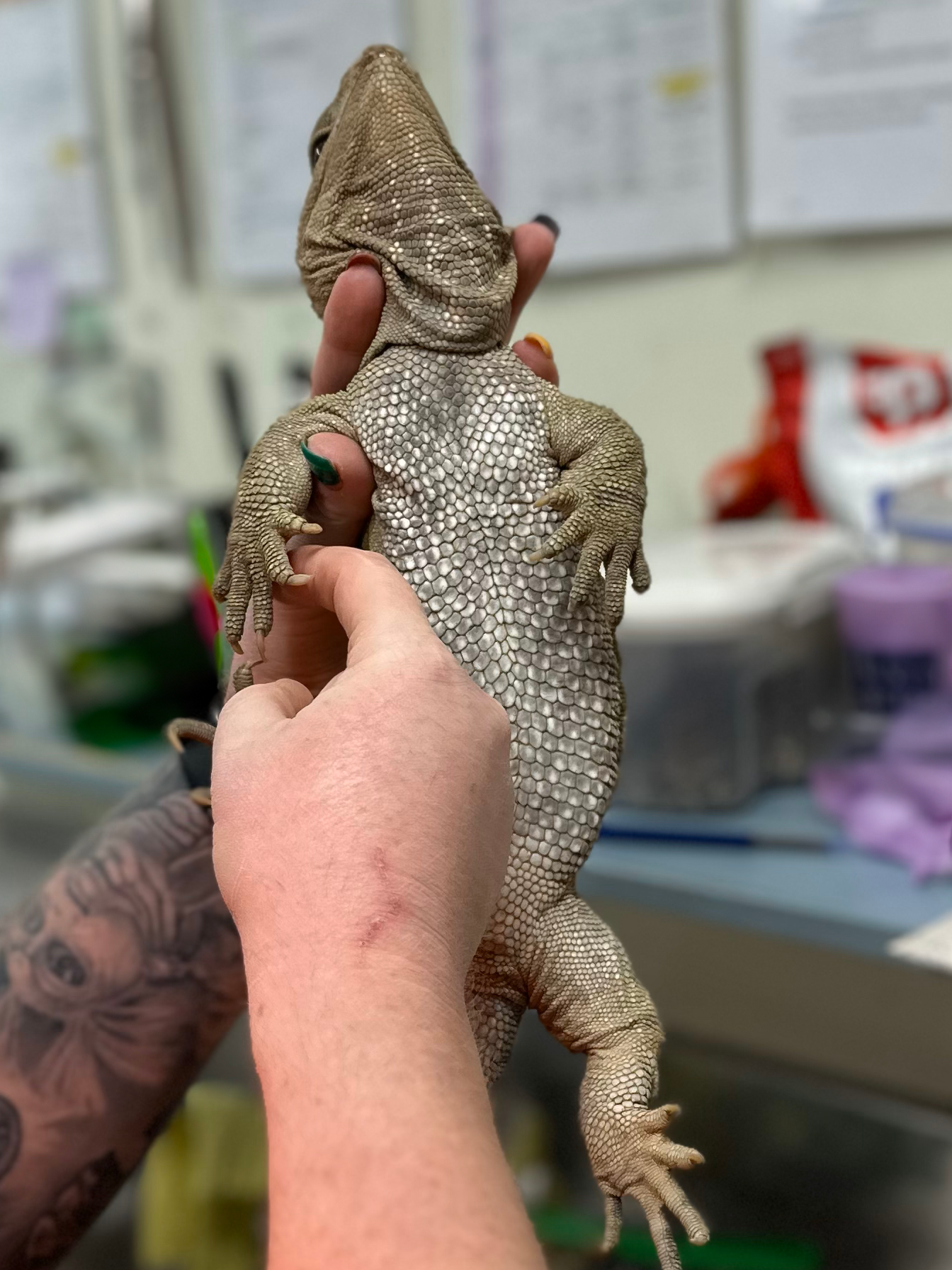 Tuatara check up